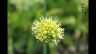 Allium Obliquum [upl. by Ttsepmet]