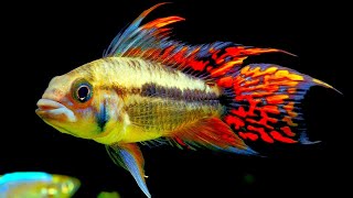 Top 5 Centerpiece Fish for your small to medium sized Community Aquarium [upl. by Eisiam]