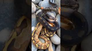 Dangerous 😱😱 python in the world 😱😱😱😱shorts tiktok youtube onlysnakes [upl. by Latsirhc]