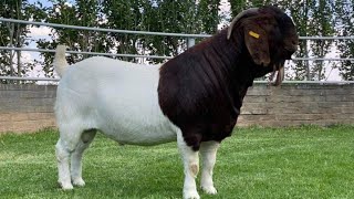 ☑️ Boer Goat Farm  Karsten Boer Goat 🤠 [upl. by Enyalb206]