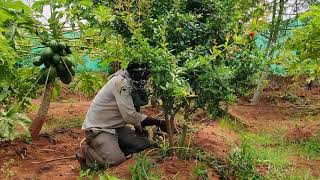 One Year pomegranate Pruning or Shaping [upl. by Arlie]