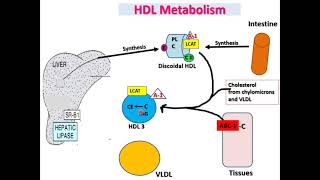 Lipids Part 1 TAGs Fatty Acids and Terpenes [upl. by Tamberg]