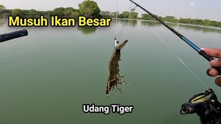 Gara2 Umpan Sultan Pesta Strike Ikan Besar2 Penghuni Tambak Jebol [upl. by Ervine]