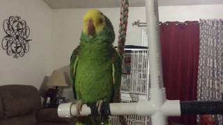 Double Yellow Head AmazonBest talking parrotLoro Doble Cabeza Amarilla [upl. by Freemon]