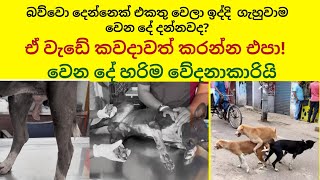 අපි එයාව බේර ගත්තා😡😠😿dog streetdog doglover [upl. by Pinebrook]