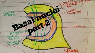 corpus striatum caudate nucleus basal nucleiNeuroanatomy chapter 10 part 2 [upl. by Lesak]