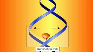 Fluoroquinolones Mechanisms of Action and Resistance [upl. by Euqinorev]