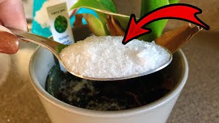 See What Happens When You Add Epsom Salt to Your Plants 😳🪴🧂 [upl. by Varini]