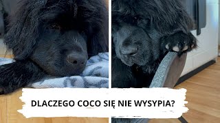 JUŻ WIEM DLACZEGO COCO SIĘ NIE WYSYPIA [upl. by Ahsitram]