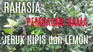 RAHASIA PEMBASMI HAMA PADA JERUK LEMON dan JERUK NIPIS [upl. by Caia]