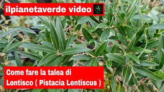 Come riprodurre con la talea il Lentisco  Pistacia Lentiscus [upl. by Yumuk]