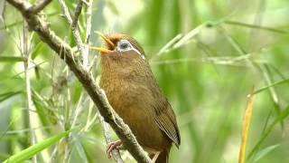 ガビチョウの鳴き声。（特定外来生物） [upl. by Ahsratal320]