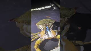 Timelapse of crab molting from its shell 😱 🎥 Viralhog [upl. by Ramor]