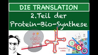 DIE TRANSLATION  2Teil der PROTEINBIOSYNTHESE [upl. by Damalas485]