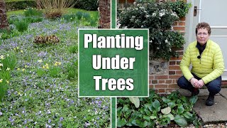 What Should You Plant Under Trees amp Shrubs [upl. by Kei]