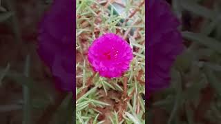 Portulaca grandiflora flower shortvideos 🌷💗💖⚘🌺🌸💮❤viral [upl. by Eemak]