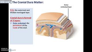 Overview of Head Interior Cranial Cavity 1  Dural Folds  Dr Ahmed Farid [upl. by Shulman]