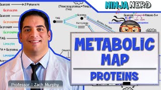 Metabolism  The Metabolic Map Proteins [upl. by Aloek]