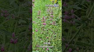 익모초 💝 motherwort [upl. by Fernand]