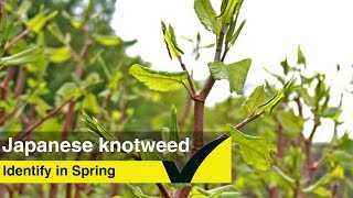 Identifying Japanese Knotweed in Spring [upl. by Aihseuqram]