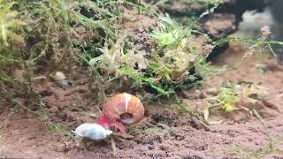 Pink Ramshorn Snail Grows To Enormous Proportions While Solo [upl. by Ayotal336]