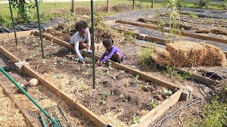 Transplanting Over 60 Brassicas  Fall Planting With Next Year In Mind [upl. by Lexine902]