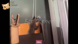 Bạn biết tại sao mèo có 9 mạng không  Pet Corner [upl. by Dupin]