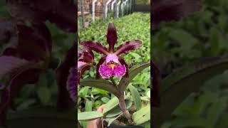 cattleya schilleriana [upl. by Ahsilrae]