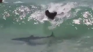 Surfer Catches Wave With Shark [upl. by Yorled496]