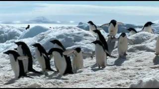 Antarctic Sights and Sounds [upl. by Scherle299]