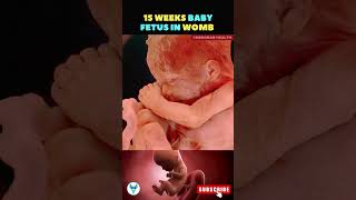 A life growing inside the womb  15 weeks fetus  Fetal growth baby shorts life [upl. by Ait836]