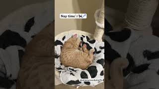 nap time cat catlover catvideos shorts nap cute funny [upl. by Genvieve926]