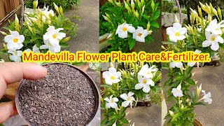 Best Fertilizer For Mandevilla flower plant।Mandevilla flower plant Care।Green Heaven In Terrace। [upl. by Redmond]