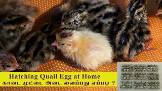 Hatching Quail Eggs at Home  காடை முட்டை அடை வைப்பது எப்படி [upl. by Krutz]