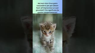 Perché i gatti fanno agguati ai loro giocattoli shorts curiosità cat cute pets [upl. by Threlkeld]