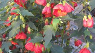 Larkspur Nursery Abutilon Collection [upl. by Lemuel]