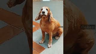 English Spaniel Cocker Barking [upl. by Nyrat]