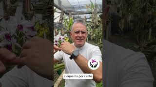 QUAL A MELHOR MICRO ORQUÍDEA PARA QUEM ESTA COMEÇANDO [upl. by Palua]