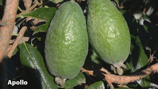 How to Grow Feijoas  Mitre 10 Easy As Garden [upl. by Luoar260]