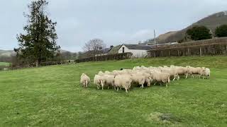 LOT 116  WYE VALLEY FLY  7224 TIMED INTERNET AUCTION OF WORKING SHEEPDOGS [upl. by Ailemor]