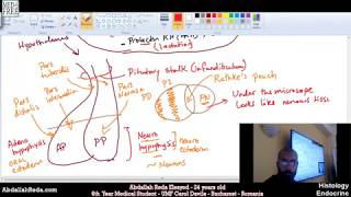 شرح تكوين الغذة النخامية Pituitary gland structure and histology  عبد الله رضا MD [upl. by Anaidni]