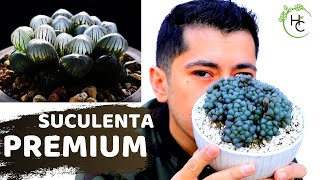 REPRODUCCION Y CUIDADOS HAWORTHIA COOPERI TRUNCATA [upl. by Salvidor182]