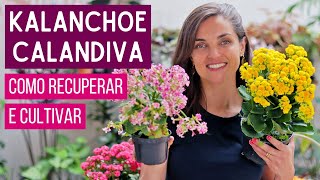 KALANCHOE e CALANDIVA  como RECUPERAR eÂ CULTIVAR [upl. by Anemolif]