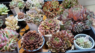 How To Separate Succulent Clusters to Propagate Fast [upl. by Sices]