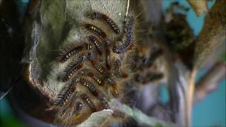 Browntail moth caterpillars on nest [upl. by Anaitsirk194]