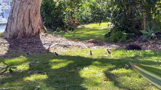 Little Baby Plover Chicks [upl. by Areehs]