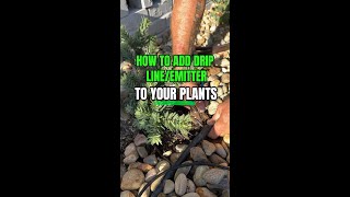 The Proper Way to Add a Drip LineEmitter to Your Plants [upl. by Einnep11]