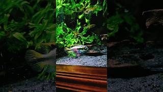 PLANTED AQUARIUM and KRIBENSIS Cichlids amazingaquarium tropicalfish aquariumfish fish [upl. by Nylireg]