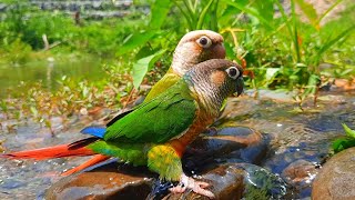 Green Cheek Conure very fun to play in the water  conure sounds [upl. by Betsy]