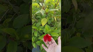 Exploring the Beauty of Hibiscus Flowers in Gardening [upl. by Nayr79]